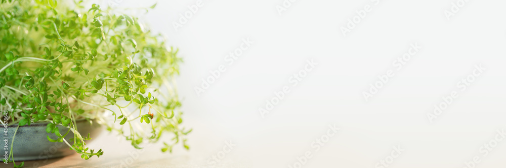 Micro greens superfood. Watercress sprouts close up in a bowl. Germination and healthy eating and living. Gardening at home concept. Microgreens food. Copy space banner Micro greens superfood. Watercress sprouts close up in a bowl. Germination and healthy eating and living. Gardening at home concept. Microgreens food. Copy space banner