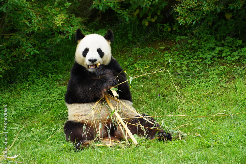 Obraz premium giant panda eating bamboo
