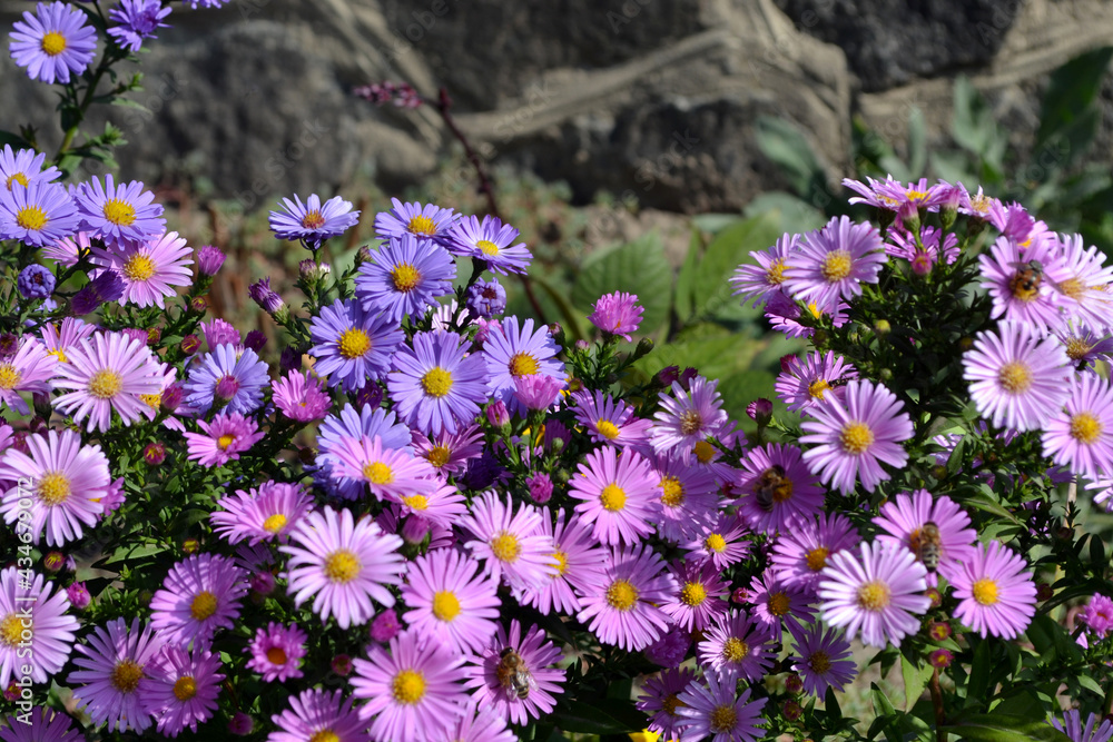 Fototapeta premium Aster alpinus. Beautiful flower abstract background of nature. Astra perennial. Astra Alpine