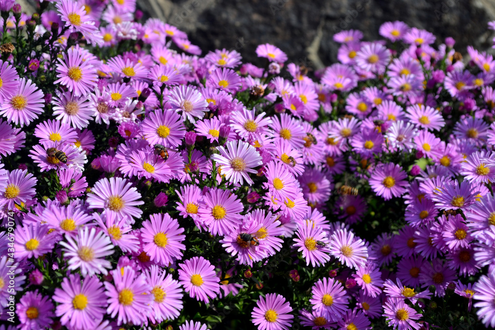 Aster alpinus. Beautiful flower abstract background of nature. Astra perennial. Astra Alpine Aster alpinus. Beautiful flower abstract background of nature. Astra perennial. Astra Alpine