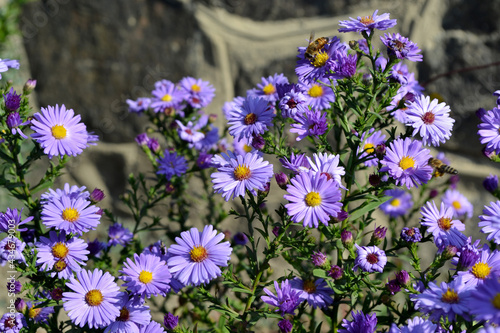 Aster alpinus. Beautiful flower abstract background of nature. Astra perennial. Astra Alpine. Summer landscape. Floriculture, home flower bed. Delicate purple flowers, perennial plant. House