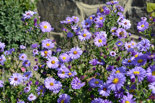 Aster alpinus. Beautiful flower abstract background of nature. Astra perennial. Astra Alpine. Summer landscape. Floriculture, home flower bed. Delicate purple flowers, perennial plant