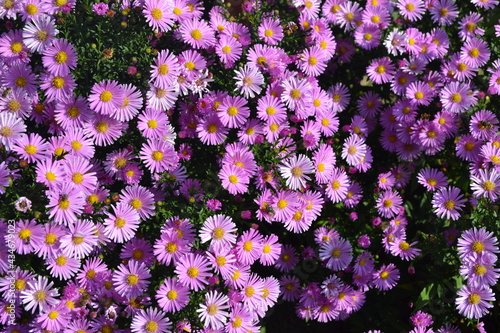Aster alpinus. Beautiful flower abstract background of nature. Astra perennial. Astra Alpine