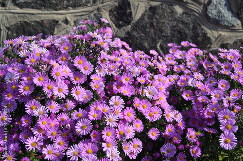 Aster alpinus. Beautiful flower abstract background of nature. Astra perennial. Astra Alpine
