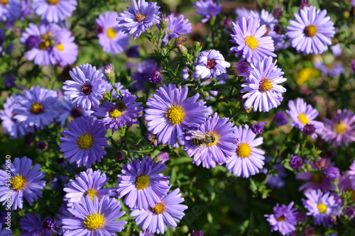 Aster alpinus. Beautiful flower abstract background of nature. Astra perennial. Astra Alpine