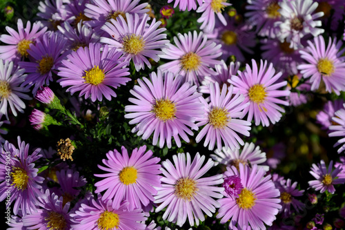Aster alpinus. Beautiful flower abstract background of nature. Astra perennial. Astra Alpine