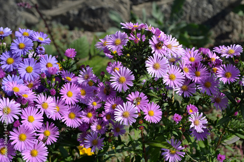 Aster alpinus. Beautiful flower abstract background of nature. Astra perennial. Astra Alpine