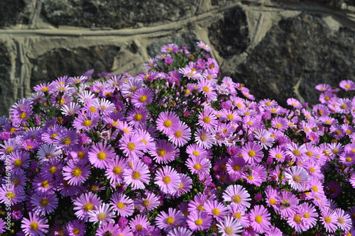 Beautiful flower abstract background of nature. Astra perennial. Astra Alpine. Aster alpinus. Floriculture, home. Delicate purple flowers