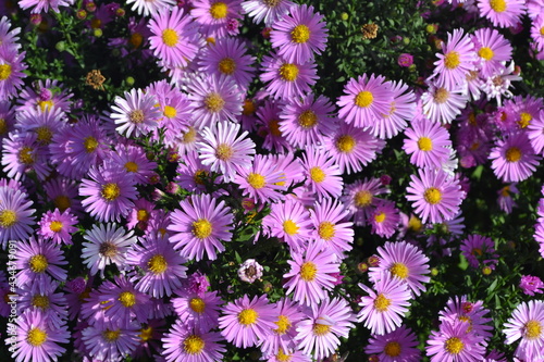 Beautiful flower abstract background of nature. Astra perennial. Astra Alpine. Aster alpinus. Floriculture, home flower bed. Delicate purple flowers, perennial