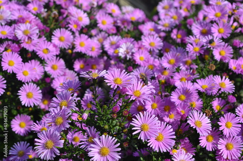 Beautiful flower abstract background of nature. Astra perennial. Astra Alpine. Aster alpinus. Floriculture, home flower bed. Delicate purple flowers, perennial plant
