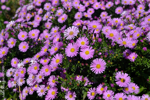 Astra perennial. Beautiful flower abstract background of nature. Astra Alpine. Aster alpinus