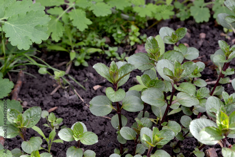 Mint. Mentha. Beautiful herbal abstract background of nature. Bushes mint. Summer landscape. Floriculture, home flower bed. Lush green leaves with a pleasant smell. House Mint. Mentha. Beautiful herbal abstract background of nature. Bushes mint. Summer landscape. Floriculture, home flower bed. Lush green leaves with a pleasant smell. House