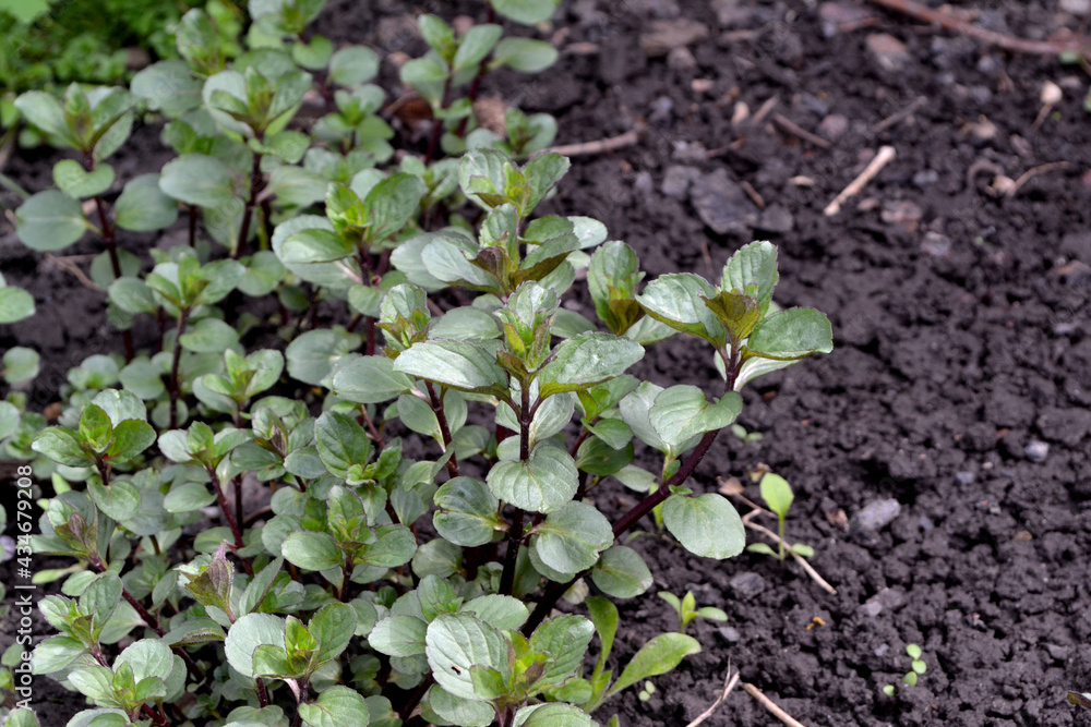 Mint. Mentha. Beautiful herbal abstract background of nature. Bushes mint. Summer landscape. Floriculture, home flower bed. Lush green leaves with a pleasant smell. House, garden, flowerbed Mint. Mentha. Beautiful herbal abstract background of nature. Bushes mint. Summer landscape. Floriculture, home flower bed. Lush green leaves with a pleasant smell. House, garden, flowerbed