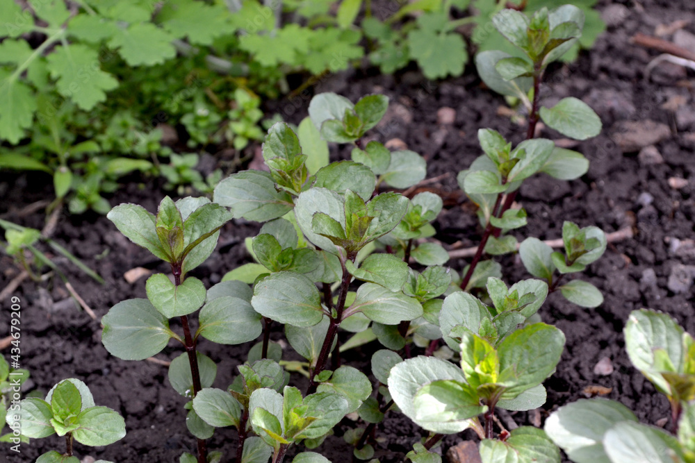 Mint. Mentha. Beautiful herbal abstract background of nature. Bushes mint. Summer landscape. Floriculture, home flower bed. Lush green leaves with a pleasant smell. House, garden Mint. Mentha. Beautiful herbal abstract background of nature. Bushes mint. Summer landscape. Floriculture, home flower bed. Lush green leaves with a pleasant smell. House, garden