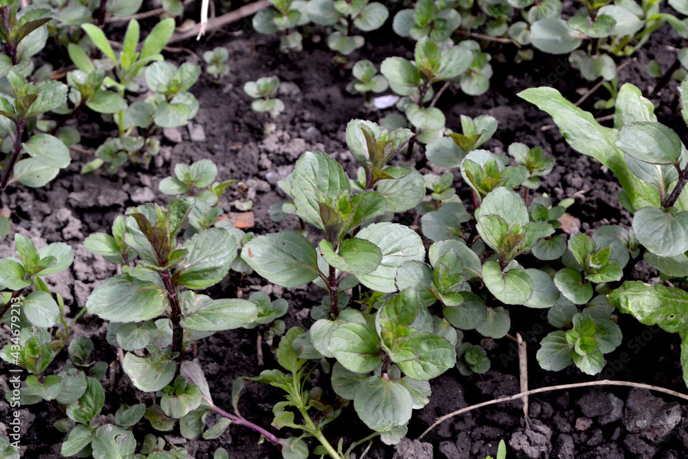 Mint. Beautiful herbal abstract background of nature. Mentha. Bushes mint. Summer landscape. Floriculture, home flower bed. Lush green leaves with a pleasant smell. House, garden, flowerbed Mint. Beautiful herbal abstract background of nature. Mentha. Bushes mint. Summer landscape. Floriculture, home flower bed. Lush green leaves with a pleasant smell. House, garden, flowerbed