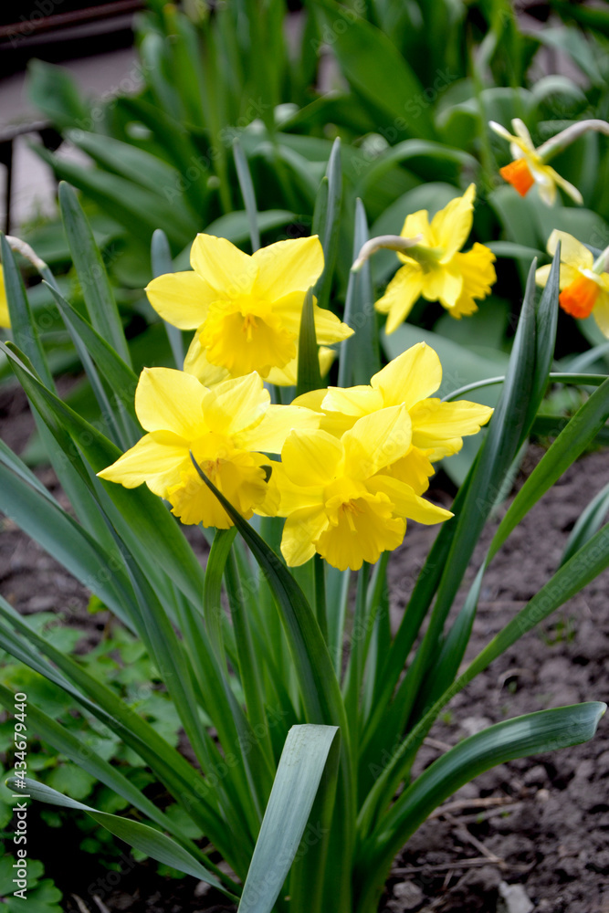 Delicate yellow flowers, perennial plant. Narcissus. Daffodil flower. Beautiful flower abstract background of nature. Spring landscape. Floriculture, home flower bed. House, garden Delicate yellow flowers, perennial plant. Narcissus. Daffodil flower. Beautiful flower abstract background of nature. Spring landscape. Floriculture, home flower bed. House, garden