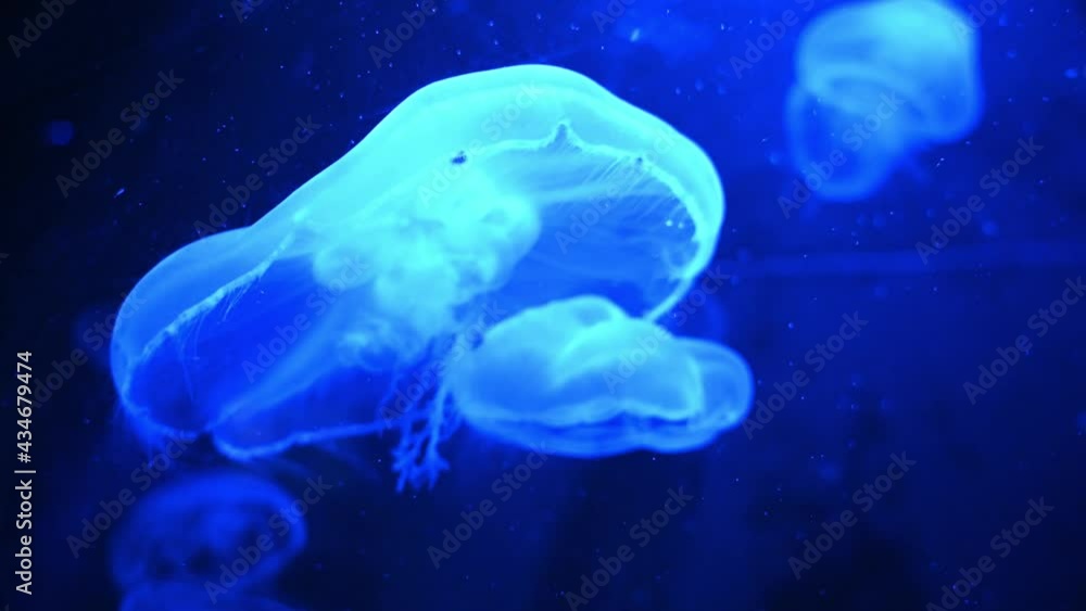 Neon Blue Jellyfish In Deep Blue Water (Aurelia Aurita) hovering underwater,close up
Neon Blue Jellyfish In Deep Blue Water (Aurelia Aurita) hovering underwater,close up
