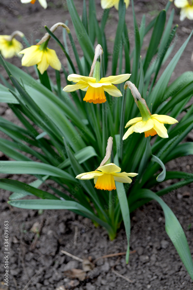 Narcissus. Beautiful flower background of nature. Daffodil flower. Delicate yellow flowers, perennial Narcissus. Beautiful flower background of nature. Daffodil flower. Delicate yellow flowers, perennial