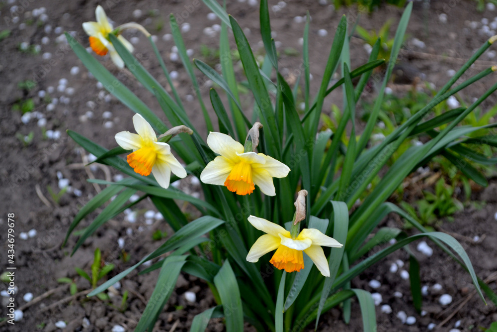 Fototapeta premium Delicate yellow flowers, perennial plant. Narcissus. Daffodil flower. Beautiful flower abstract background of nature. Spring landscape. Floriculture