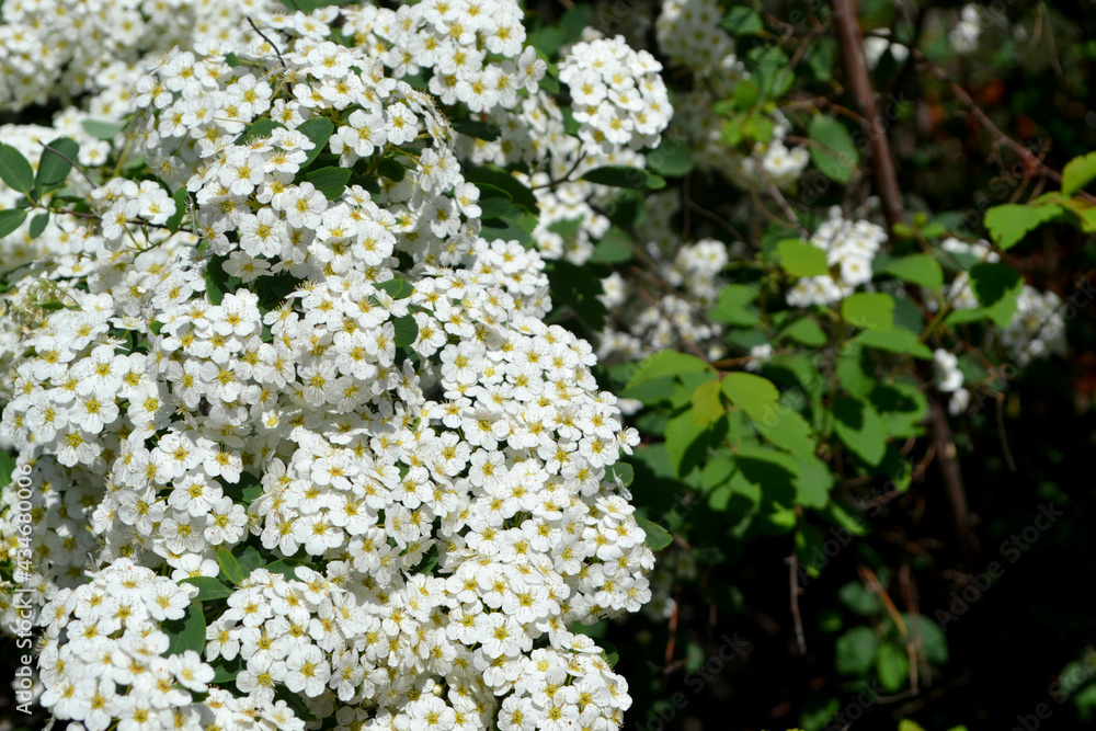 Spiraea vanhouttei. Beautiful flower abstract background of nature. Spring landscape. Spirea Wangutta. Delicate white flowers Spiraea vanhouttei. Beautiful flower abstract background of nature. Spring landscape. Spirea Wangutta. Delicate white flowers