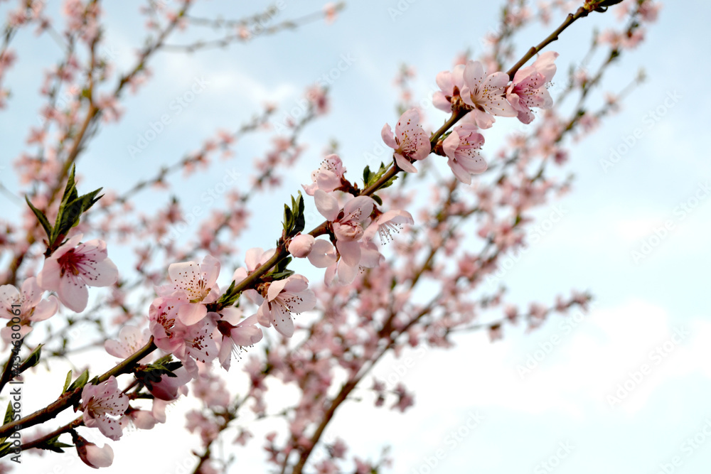 Beautiful floral abstract background of nature. Peach tree