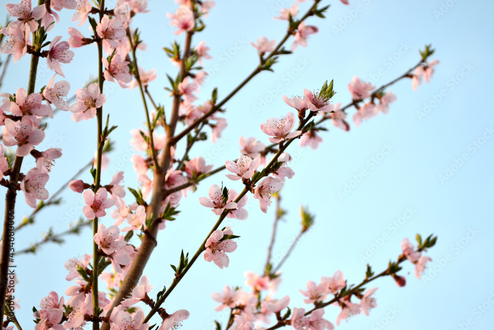 Beautiful floral abstract background of nature. Peach tree Beautiful floral abstract background of nature. Peach tree