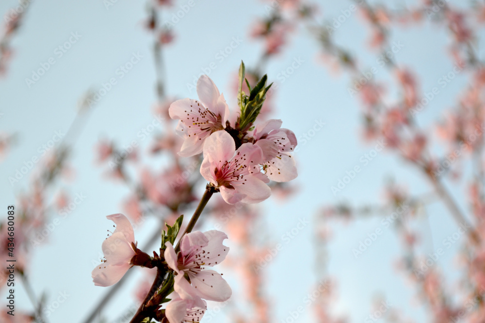 Beautiful floral abstract background of nature. Peach tree Beautiful floral abstract background of nature. Peach tree