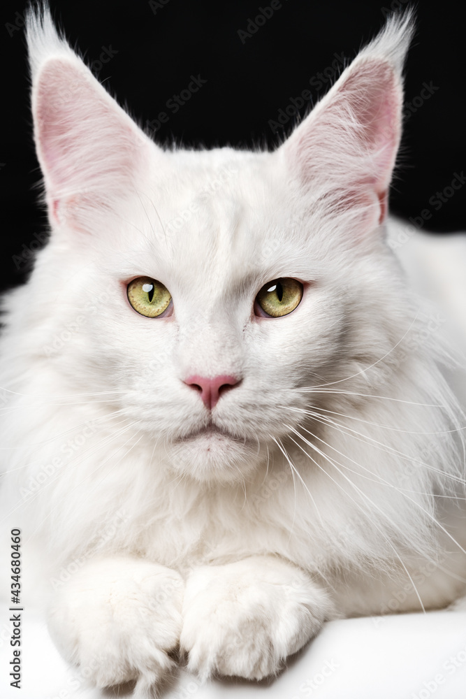 White Longhair cat breed American Forest Cat looking at camera. Close-up portrait of white color Maine Coon Cat on black and white background. Front view of animal. White Longhair cat breed American Forest Cat looking at camera. Close-up portrait of white color Maine Coon Cat on black and white background. Front view of animal.