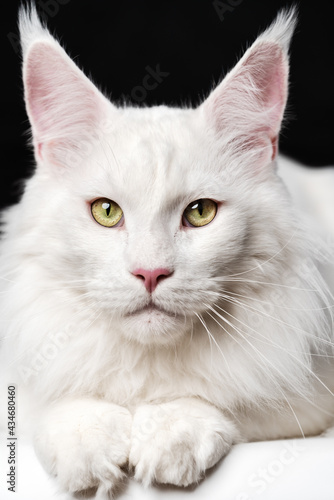 White Longhair cat breed American Forest Cat looking at camera. Close-up portrait of white color Maine Coon Cat on black and white background. Front view of animal.