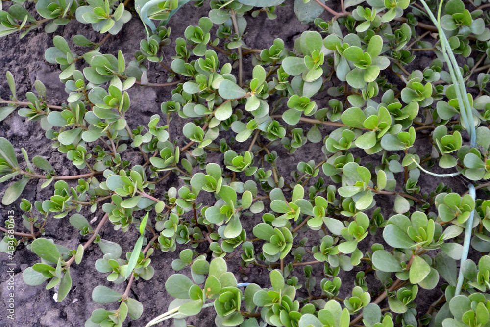 Portulaca oleracea. Annual herbaceous succulent plants. Purslane. Beautiful herbal abstract background of nature. Spring landscape. Green leaves, bushes. Spring flower bed, garden
