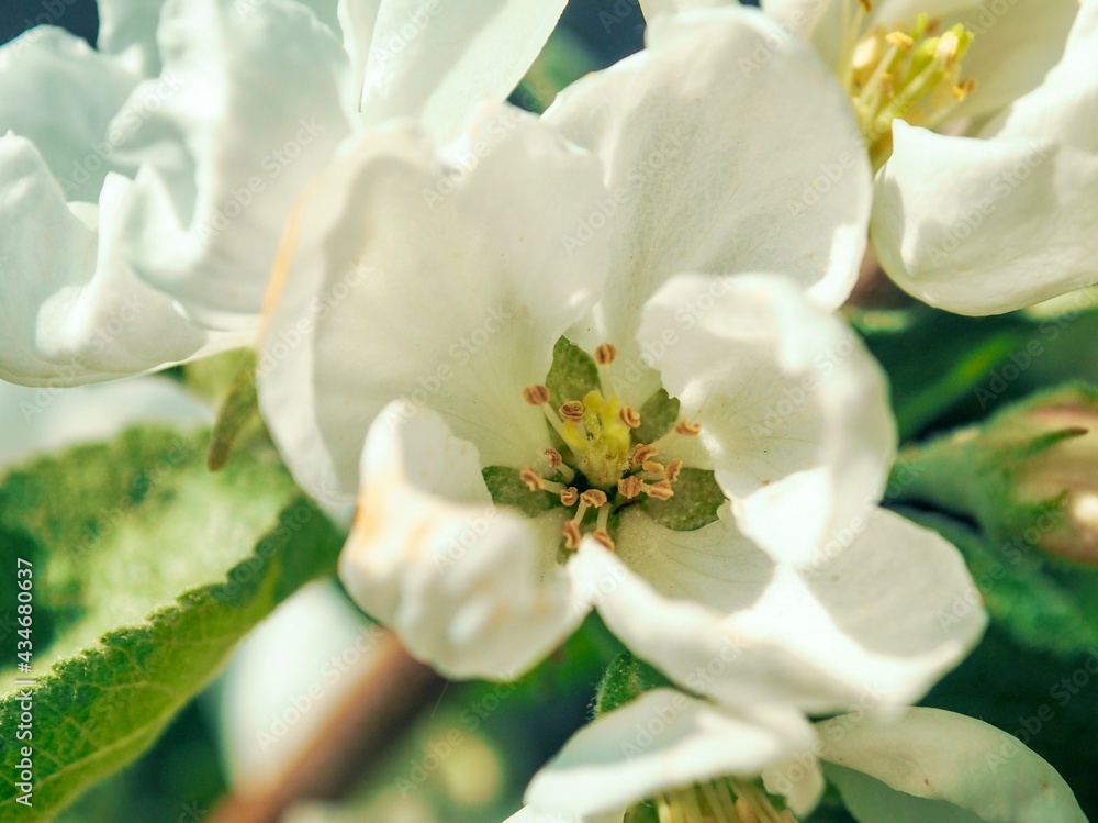 Obraz premium White blossoming apple trees in the sunny light. Close up. Macro. Summer spring flowers background. Enjoying nature.