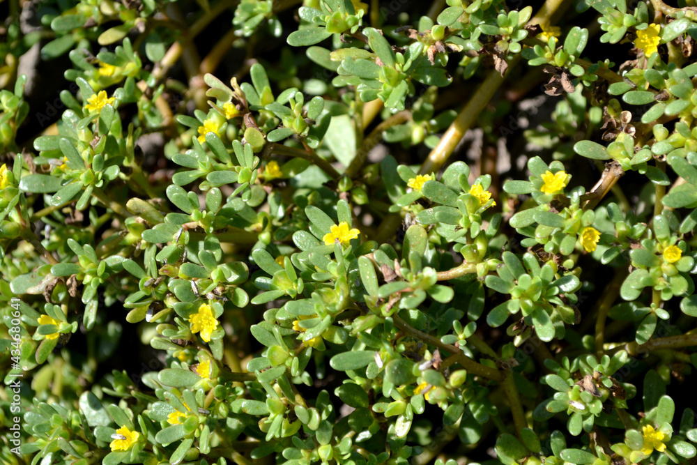 Portulaca oleracea. Annual herbaceous succulent plants. Purslane Portulaca oleracea. Annual herbaceous succulent plants. Purslane