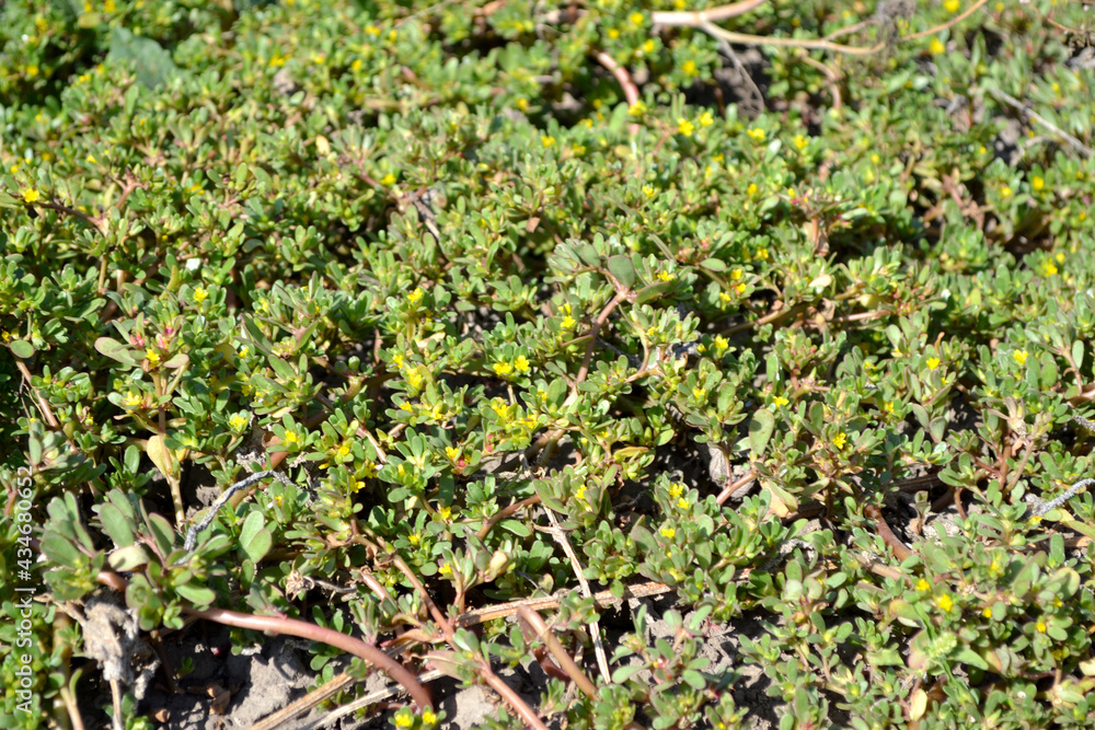 Obraz premium Purslane. Portulaca oleracea. Annual herbaceous succulent plants. Beautiful herbal abstract background of nature. Spring landscape. Green leaves