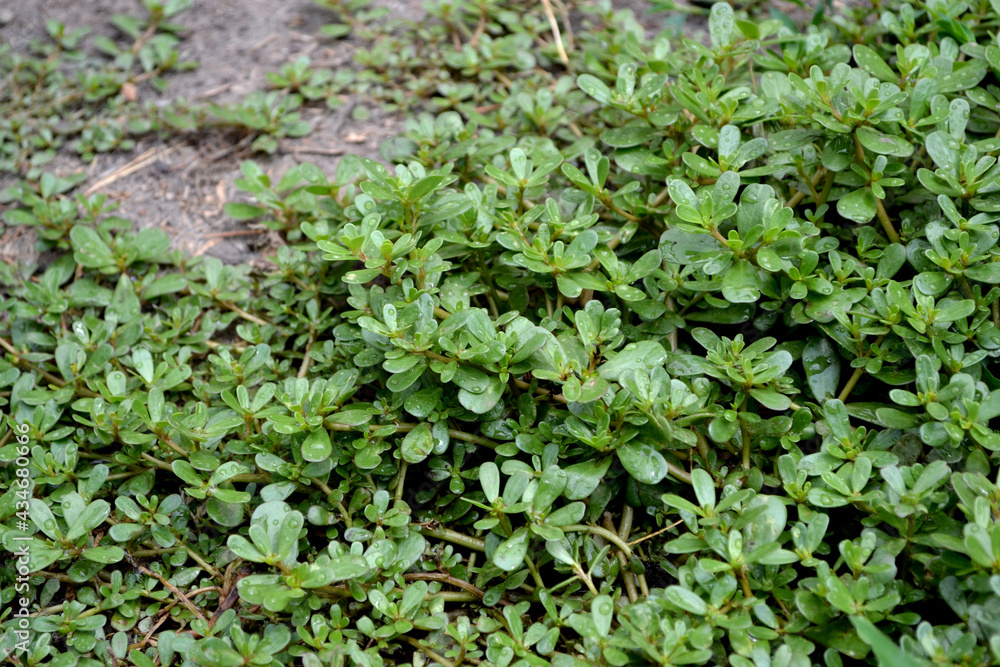 Portulaca oleracea. Annual herbaceous succulent plants. Purslane