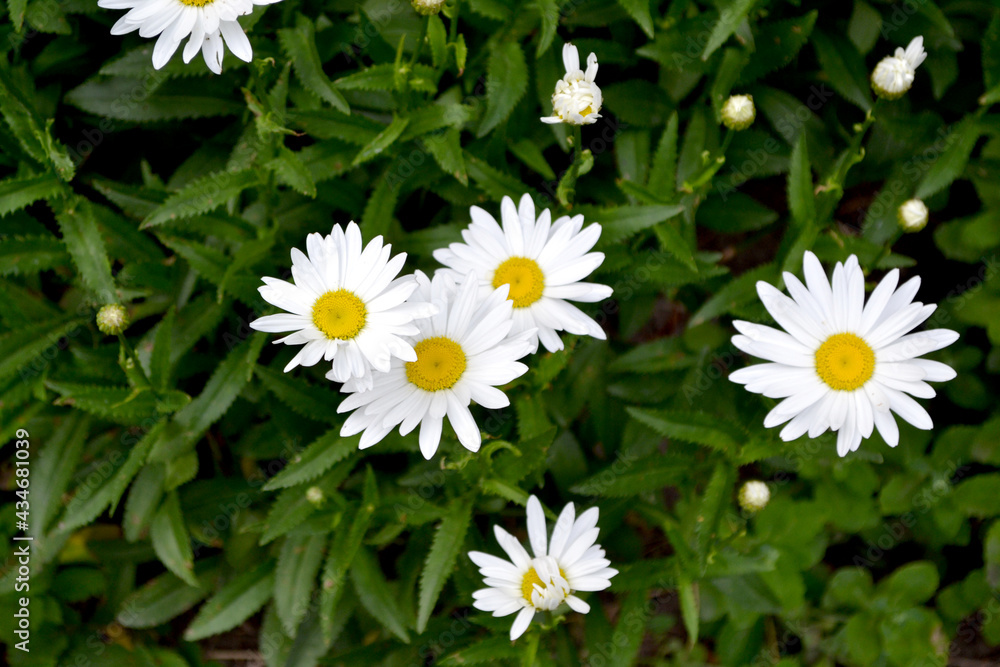 Chamomile. Daisy. Matricaria. Perennial flowering plant Chamomile. Daisy. Matricaria. Perennial flowering plant