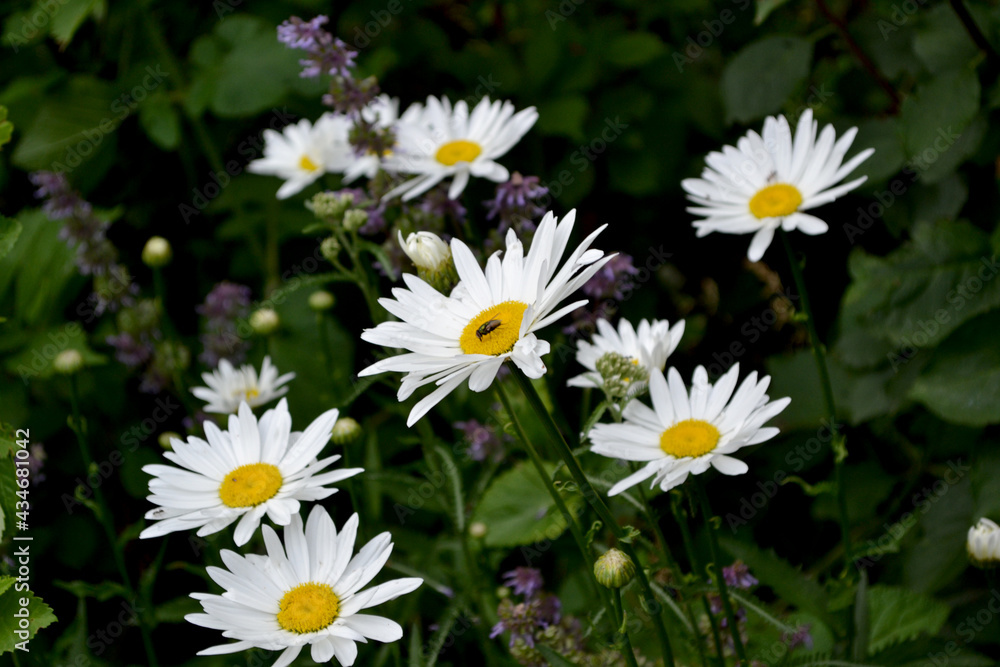 Fototapeta premium Chamomile. Daisy. Matricaria. Perennial flowering plant