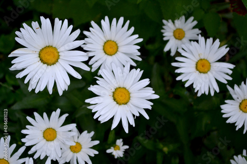 Chamomile. Daisy. Matricaria. Perennial flowering plant