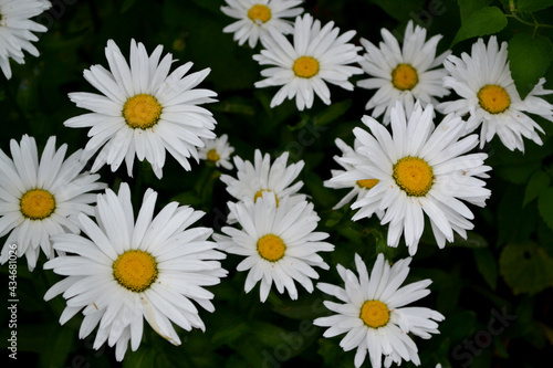 Chamomile. Daisy. Matricaria. Perennial flowering plant