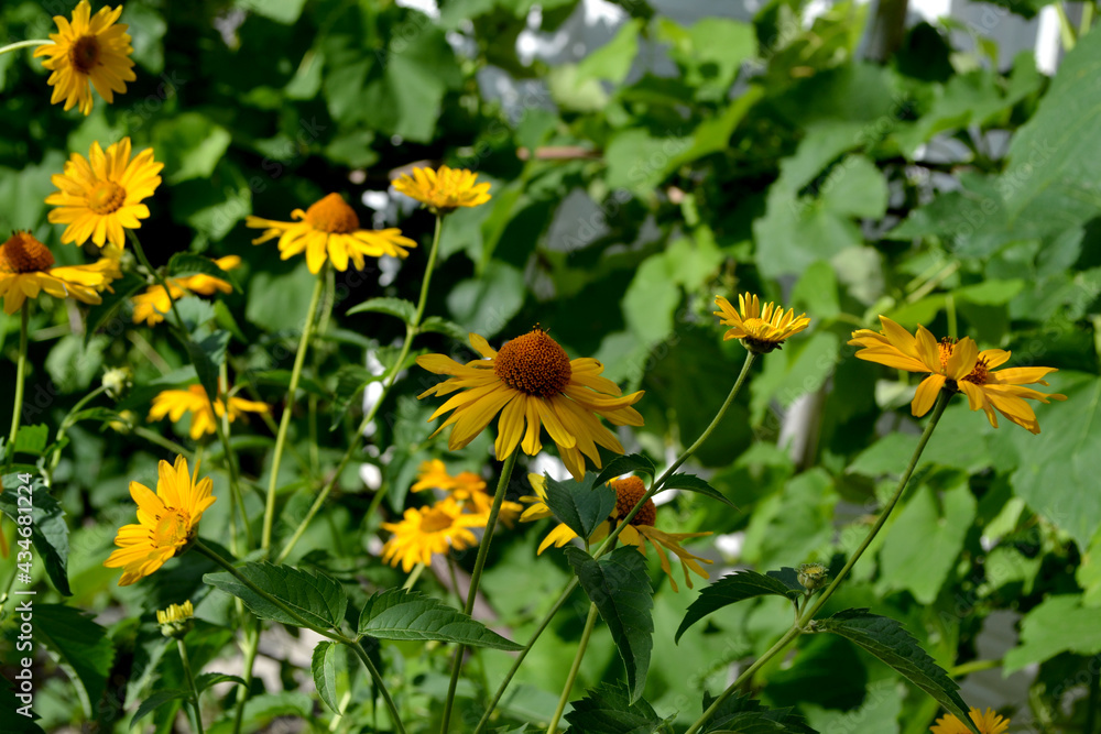Chamomile. Yellow Daisy flower. Perennial flowering plant Chamomile. Yellow Daisy flower. Perennial flowering plant