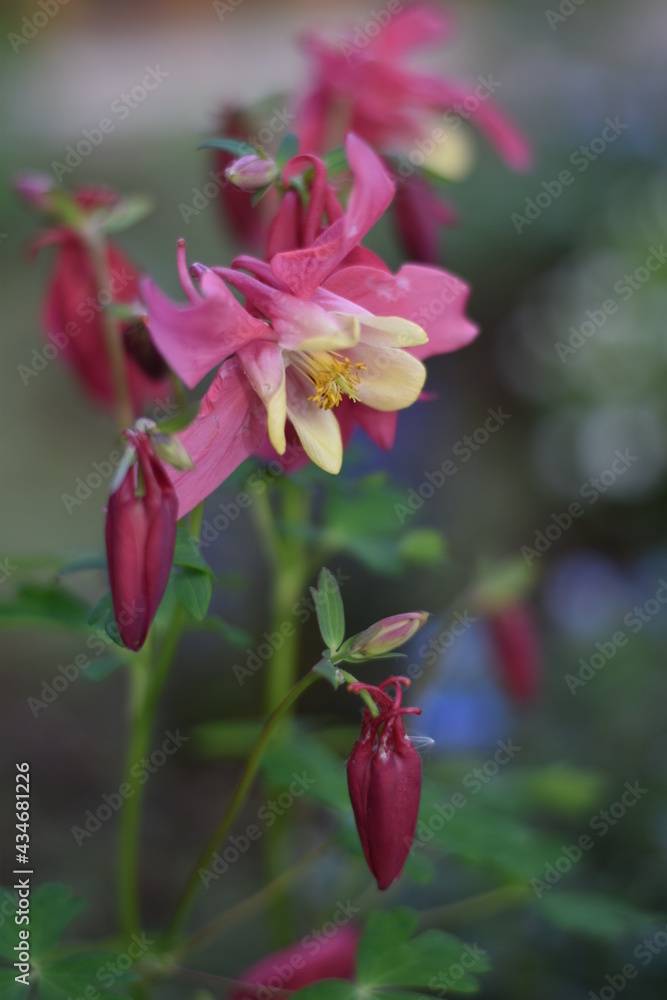 Zweifarbige blühende Akelei (Aquilegia) Zweifarbige blühende Akelei (Aquilegia)