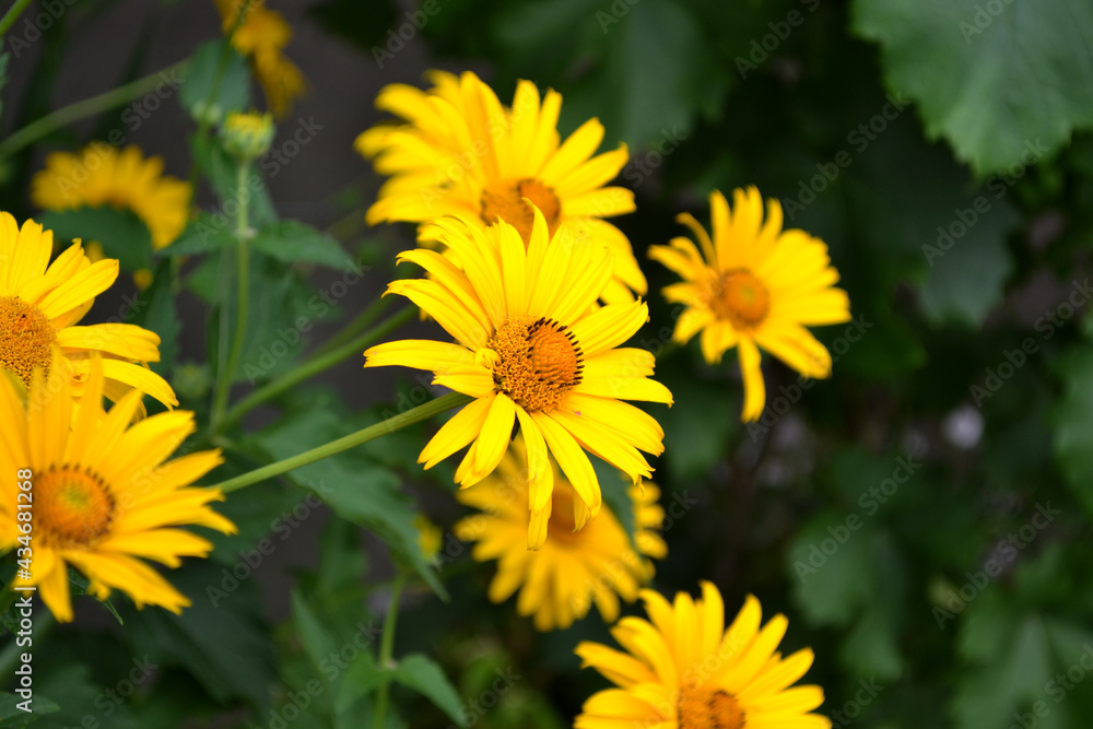 Perennial flowering plant. Heliopsis helianthoides. Yellow Daisy flower. Chamomile. Beautiful flower abstract background of nature Perennial flowering plant. Heliopsis helianthoides. Yellow Daisy flower. Chamomile. Beautiful flower abstract background of nature