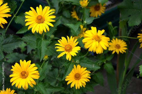 Heliopsis helianthoides. Yellow Daisy flower. Chamomile. Perennial flowering plant. Beautiful flower background of nature