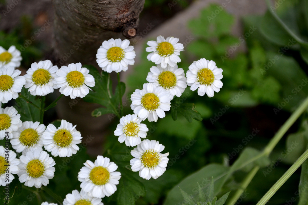 Daisy flower. Chrysanthemum parthenium. Tanacetum. Perennial plant