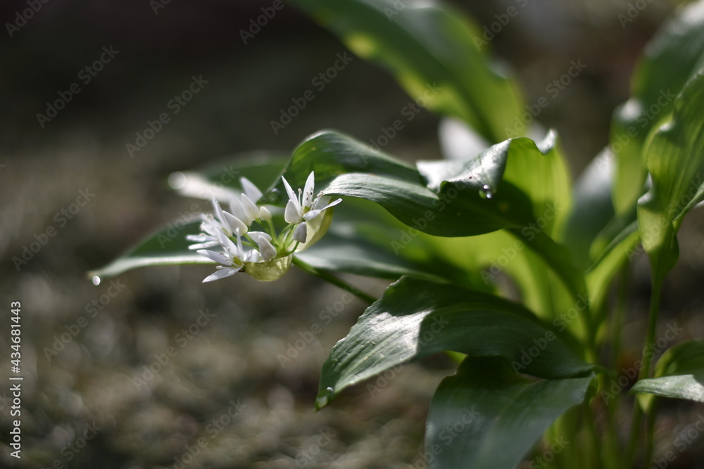 Obraz premium Blühender Bärlauch (Allium ursinum)