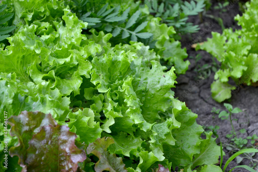 Annual herbaceous plant. Lettuce salad. Lactuca sativa Annual herbaceous plant. Lettuce salad. Lactuca sativa