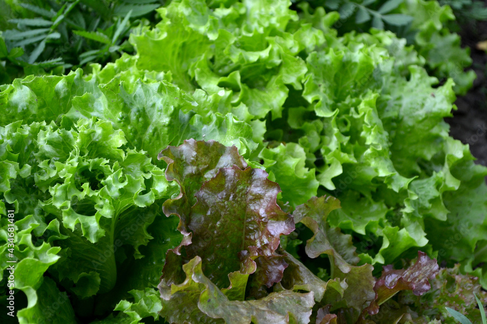 Annual herbaceous plant. Lettuce salad. Lactuca sativa Annual herbaceous plant. Lettuce salad. Lactuca sativa