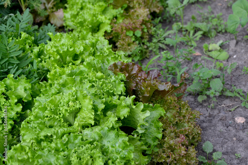 Annual herbaceous plant. Lettuce salad. Lactuca sativa Annual herbaceous plant. Lettuce salad. Lactuca sativa