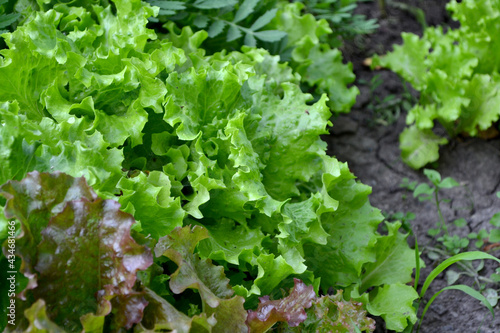 Lactuca sativa. Lettuce salad. Annual herbaceous plant. Beautiful green abstract background of nature. Vegetable culture. Vitamin greens. Tasty and healthy. Home garden, field