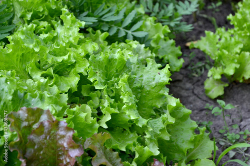 Annual herbaceous plant. Lettuce salad. Lactuca sativa