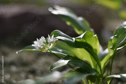 Blühender Bärlauch (Allium ursinum)